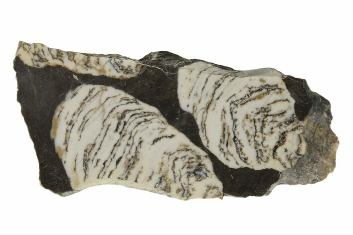 Polished Mesoproterozoic Stromatolite - Siberia #180031